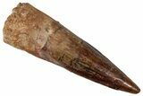 Bargain, Fossil Spinosaurus Tooth - Composite Tip #354808-1